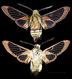 Hemaris thetis
