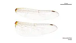 Female wings