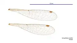 Female wings