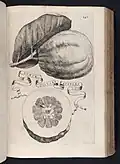 Lumia ollulae aspectu from Hesperides (1646)