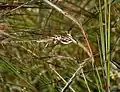 Heteropogon contortus