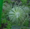 Fruiting calyx, inflated, underside, showing many-part epicalyx