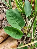 basal leaf detail of Hieracium hypochoeroides subsp. parvimaculatum (Joch.Müll.) Greuter with typical leaf spotting