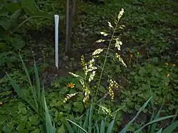 Holy-grass