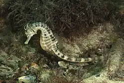 Hippocampus abdominalis from Port Phillip