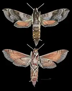 Hippotion brennus