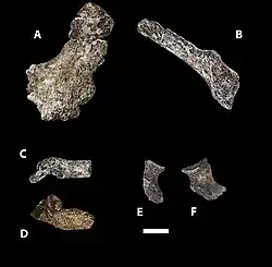 (A,B) ilium, (C,D) adolescent sacrum, (E,F) ischium