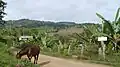 Horses walking freely.