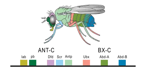 Image 7Expression of homeobox (Hox) genes in the fruit fly (from Evolutionary developmental biology)
