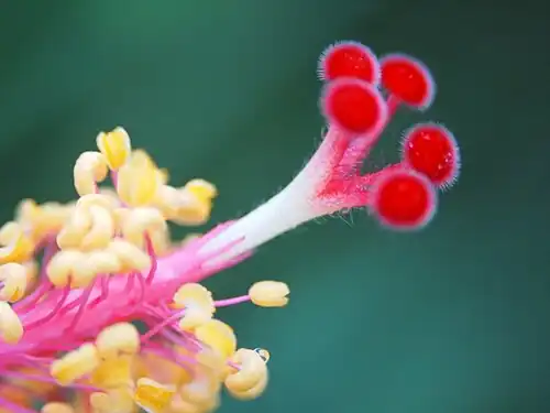 Stigma