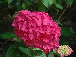 'Satinette'