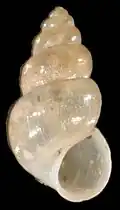 ovate-conic
