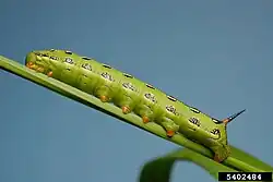 Light green larva in Colorado