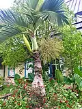 Rare specimen due to the weird trunk shape (Bras Panon, Reunion island), note the epiphyte growing on the trunk