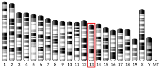Chromosome 13 (mouse)