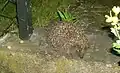 Hedgehog