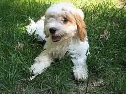 Image 3Cavapoo puppy (from Puppy)