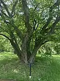 Another view of the specimen at the Morris Arboretum.