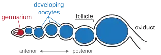 Diagram of ovariole