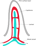 Structure of a villus (see reference quoted in text)
