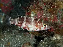 Juvenile