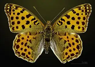 Female