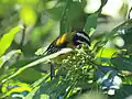 Male Jamaican spindalis (Spindalis nigricephala), Blue Mountains, Jamaica
