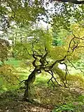 Japanese threadleaf maple tree at Esperanza estate (October 11, 2011)