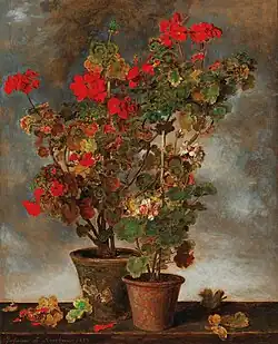 Geraniums