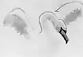 Swan Study - Peace, 1910