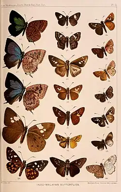 I. miosticta in de Nicéville, 1891