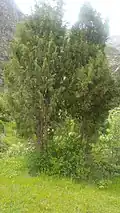 Juniper tree in tinno