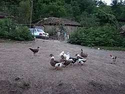 Kuteh Kumeh