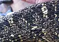 Puff adder (Bitis arietans)