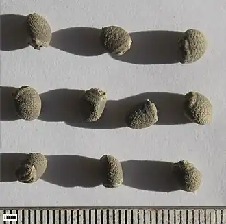 Seeds