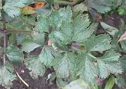 S. apiicola on celery leaf