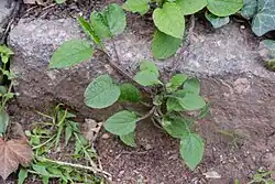 Creeping habit