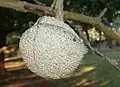 T. elegans (toad tree) : undehisced fruit