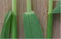 Blunt ligule 1&nbsp;mm high, also showing a few very fine hairs of the plant