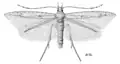 Batrachedra arenosella