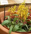 Lachenalia aloides, Kirstenbosch Botanical Garden
