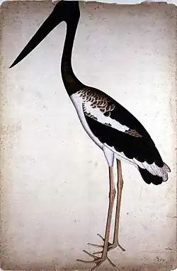 Black-necked stork