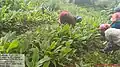 Lakadong Turmeric Weeding (another photo)