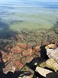 Lake Balaton near Balatonszemes