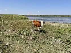 Lake Golga