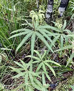 Umbrella fern