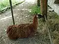 Lama