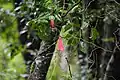 Copihues, Chile's national flower, growing at the reserve