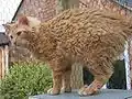 Red Tabby LH LaPerm