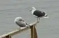 Larus marinus and Larus argentatus together, Øresund